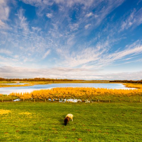 Grünpflege in Schleswig-Holstein